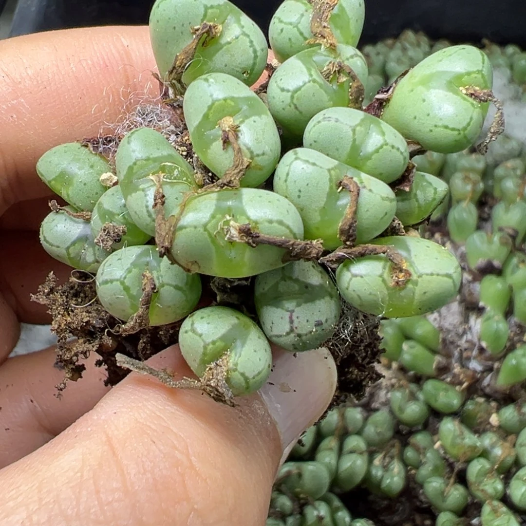 8-124肉锥多肉植物，