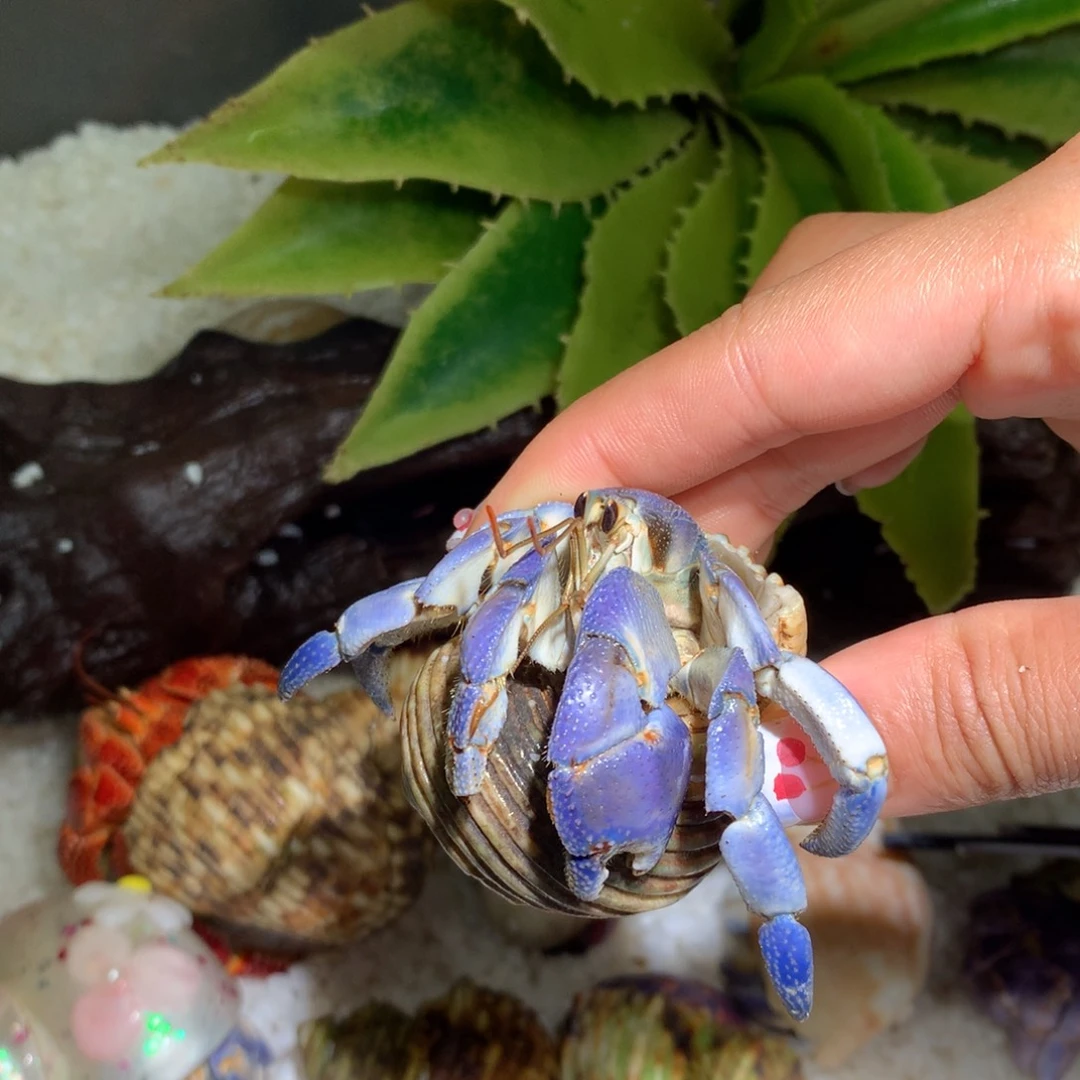 2.5 寄居蟹出售，不退不换13号