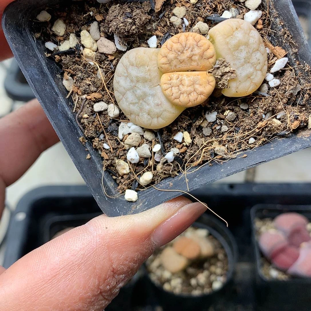 G373多肉植物保护研究所