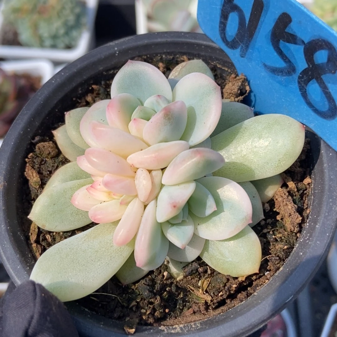 6158梦露锦多肉植物保护