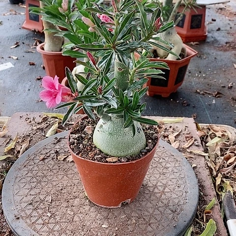 【闪购商品】无花朵一*走