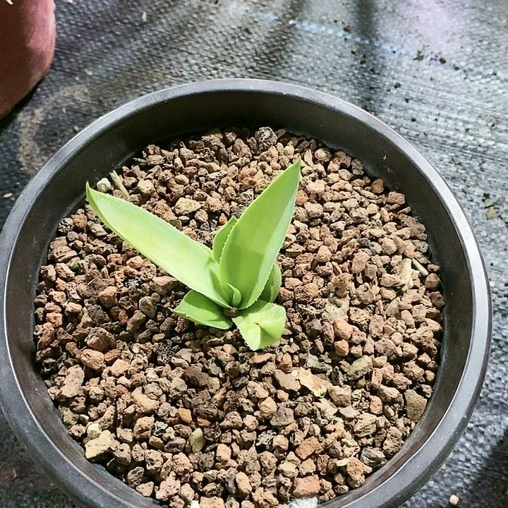 【闪购商品】无花朵东****家龙舌兰绿荷ucb