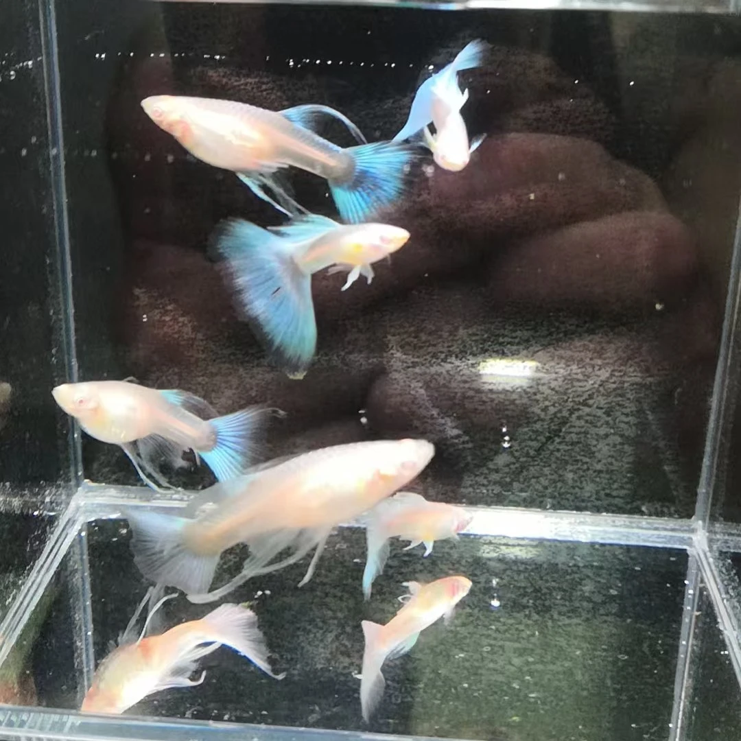 蓝白大C孔雀鱼（收到货后需录制完整开箱视频无视频不售后）