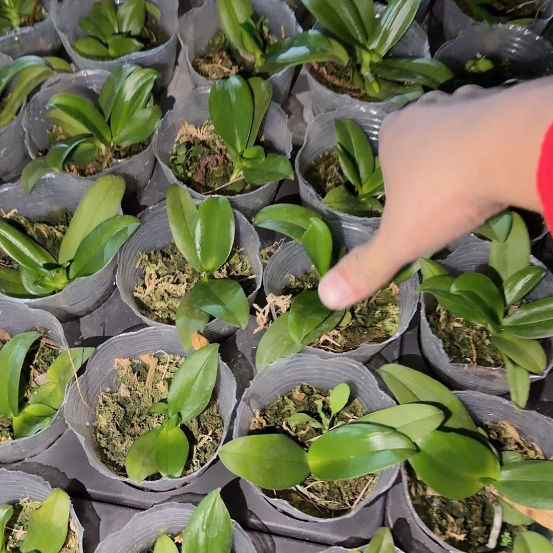 无花朵2.8寸蓝雀 异形苗