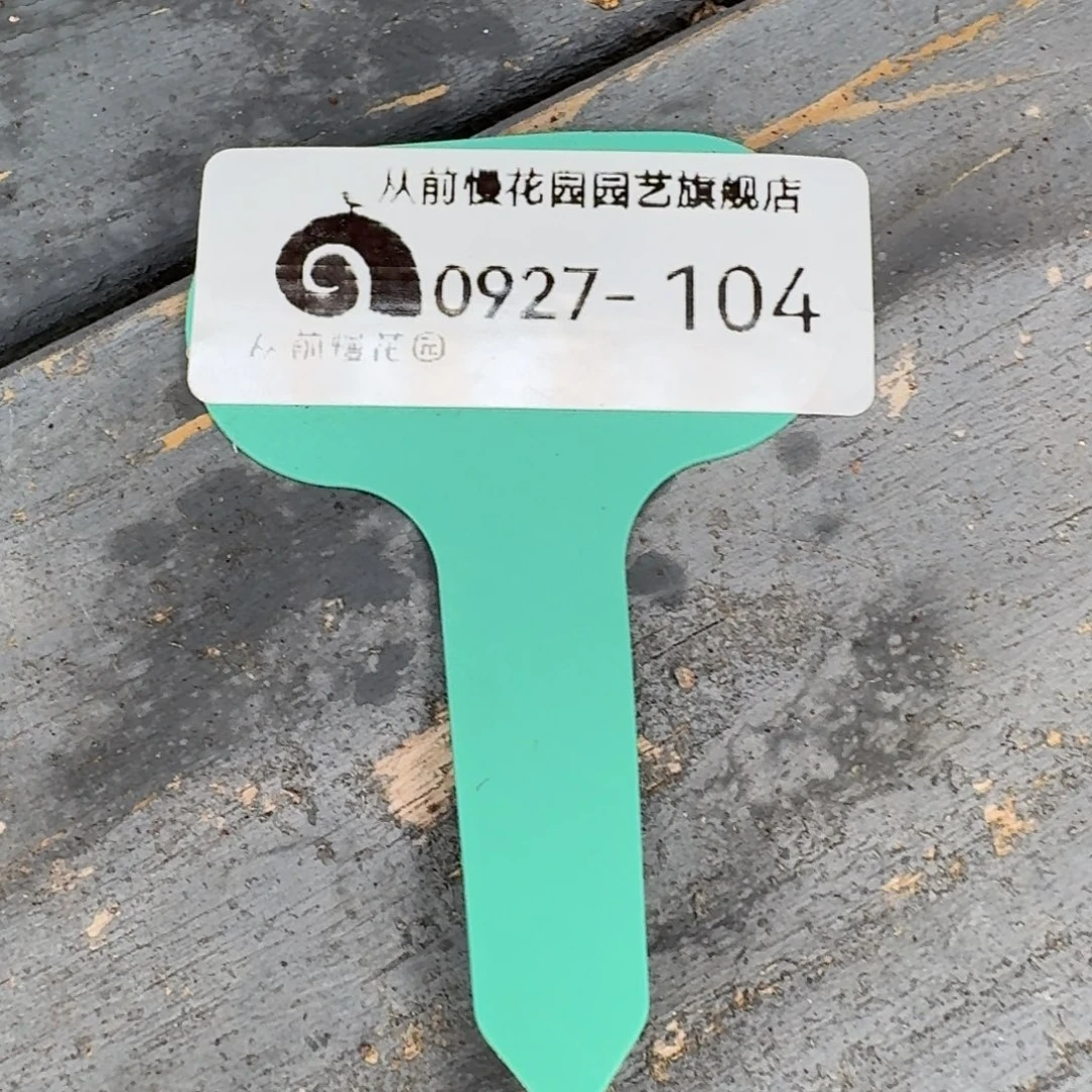 从前慢多肉精选编号0927.104