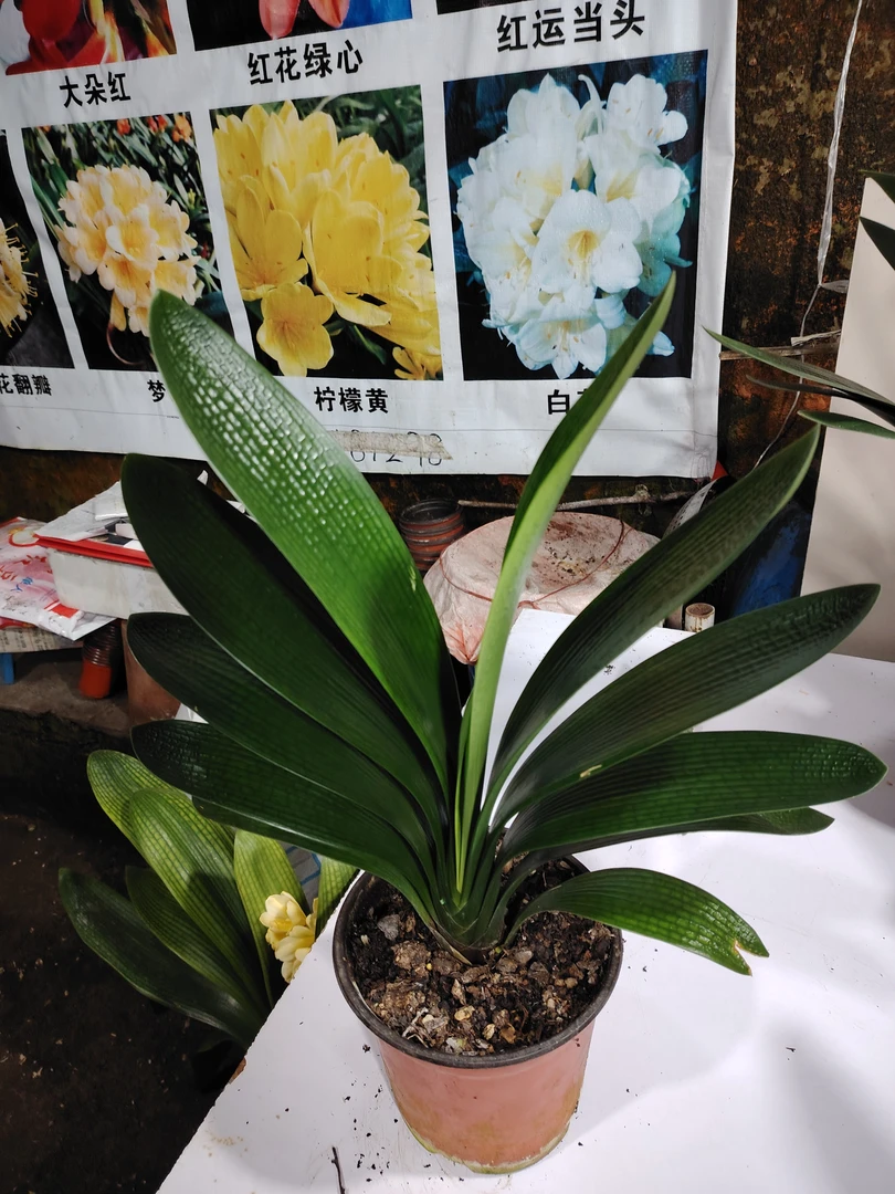 君子兰，油匠。细腻度好，起跳高，板儿平，板儿立。座机好