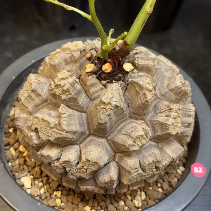 11号日系龟甲龙带盆包邮13公分