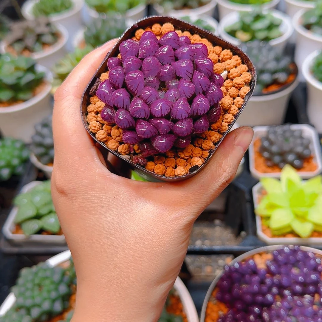 紫宝石冰灯玉露，原盆，人工上色