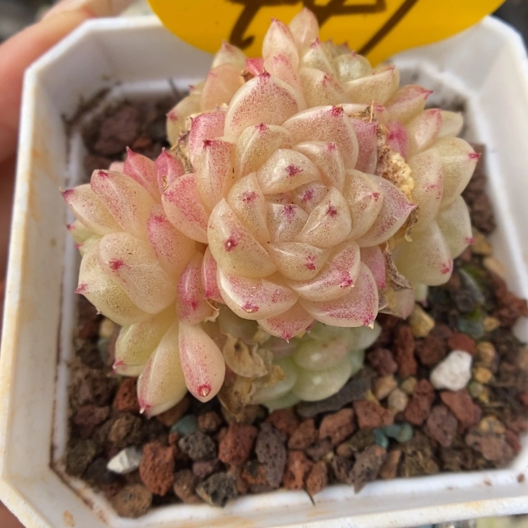 丽丽麦秆群生449号。