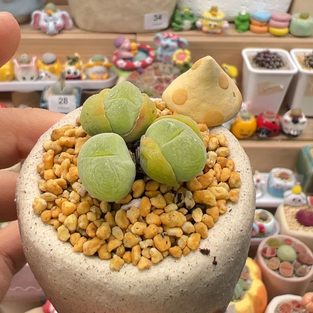 多肉植物86号毛翠滴