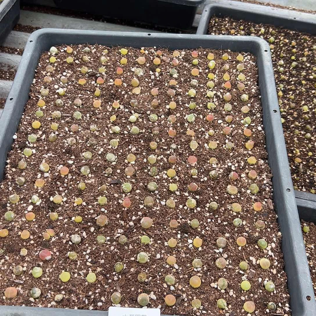 量拍以下1颗3年拉登挑这框上色的发352