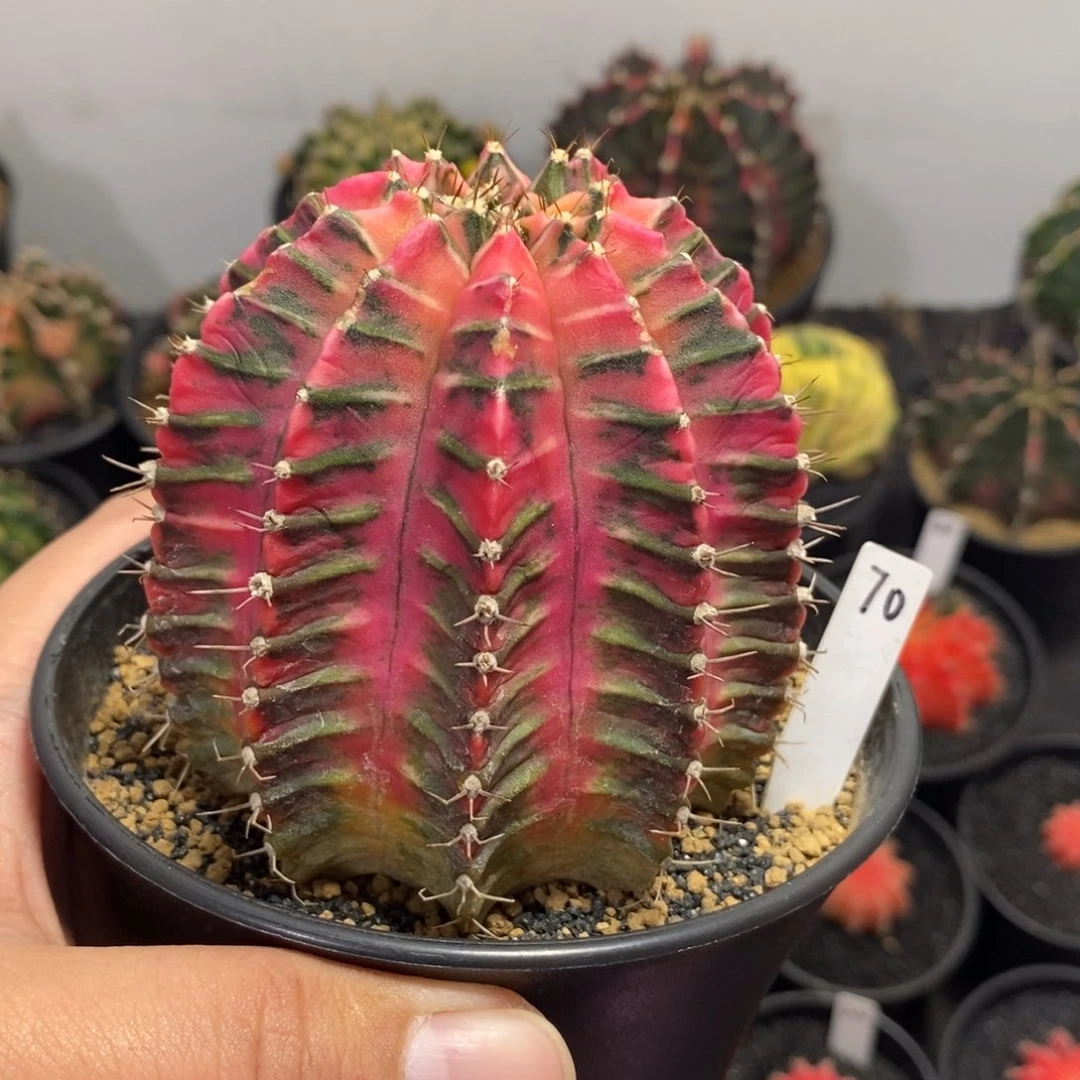 泰系全品米哈—带盆土发货22