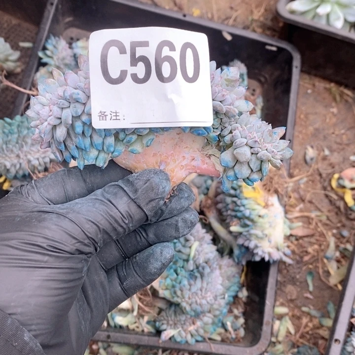 枕***眠560石榴籽缀化呀呀呀ya