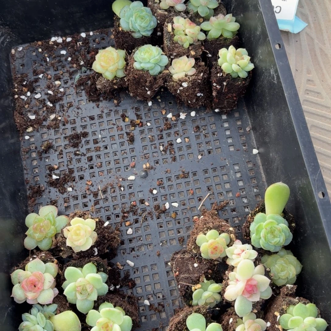 东篱下多肉哈还哈哈哈哈