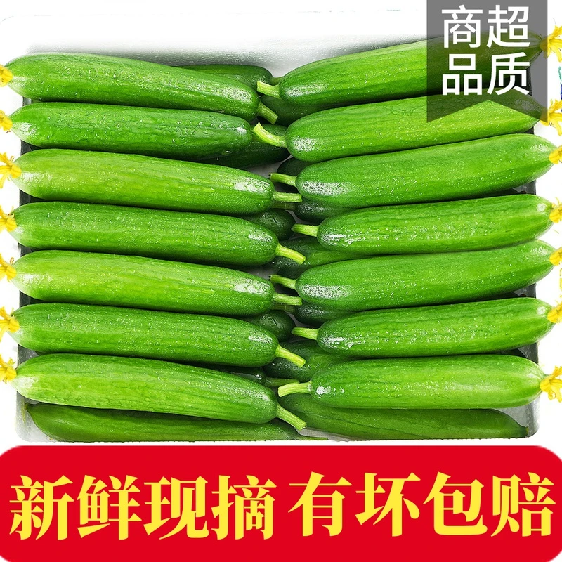 【脆嫩水果黄瓜 产地直发】山东水果黄瓜即食小黄瓜3-4.5斤