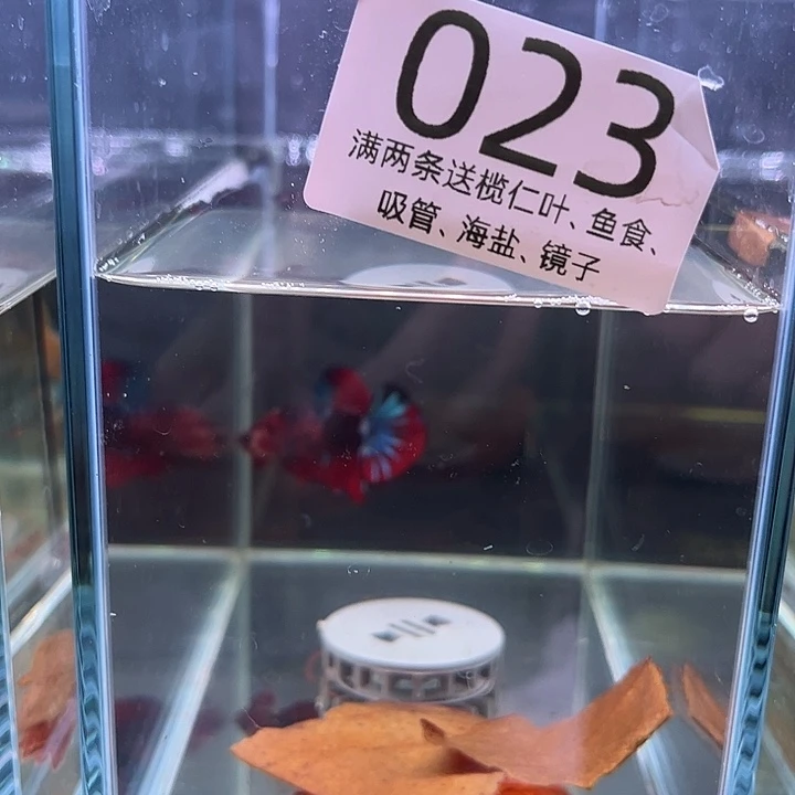 斗鱼泰国斗鱼23号78号