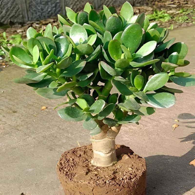 大叶玉树盆栽金枝玉叶办公室内多肉植物老桩肉花卉燕子掌盆景绿植