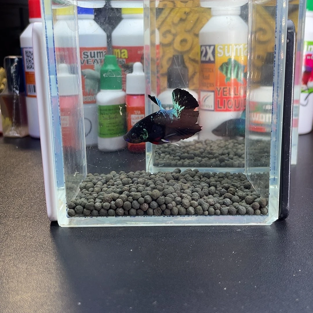 斗鱼40号1022早暗黑