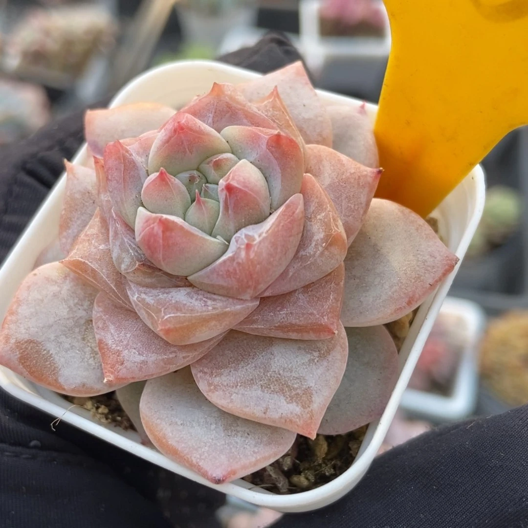 1937粉钻多肉植物保护