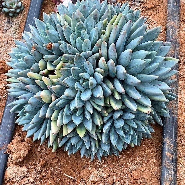 红蛋多肉植物整群