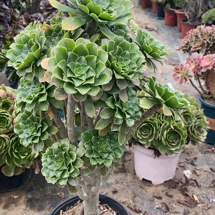 原始绿33多肉植物法师