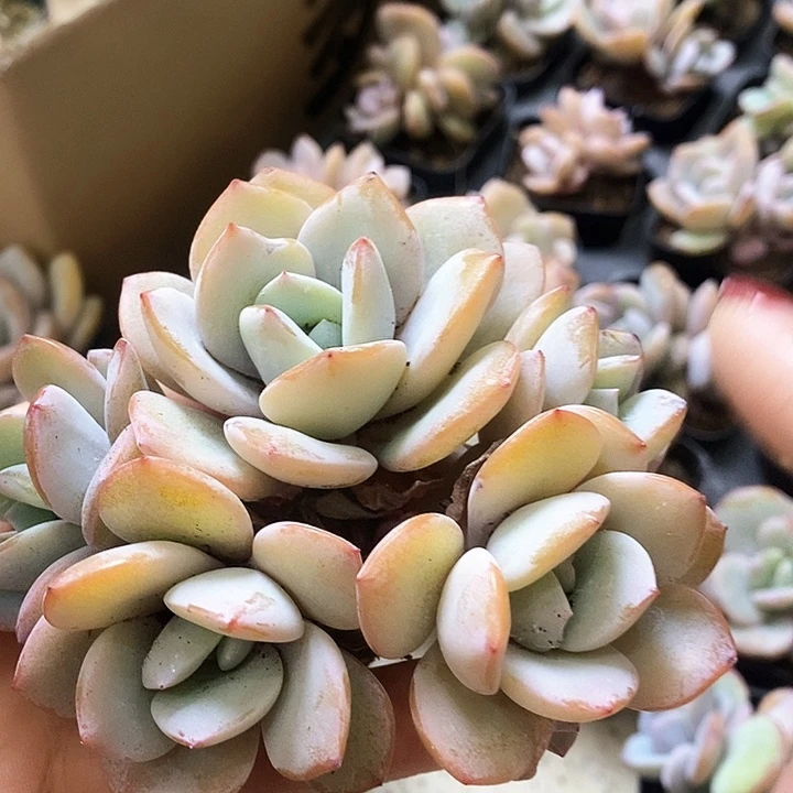 奶茶裙和奶白小公主
