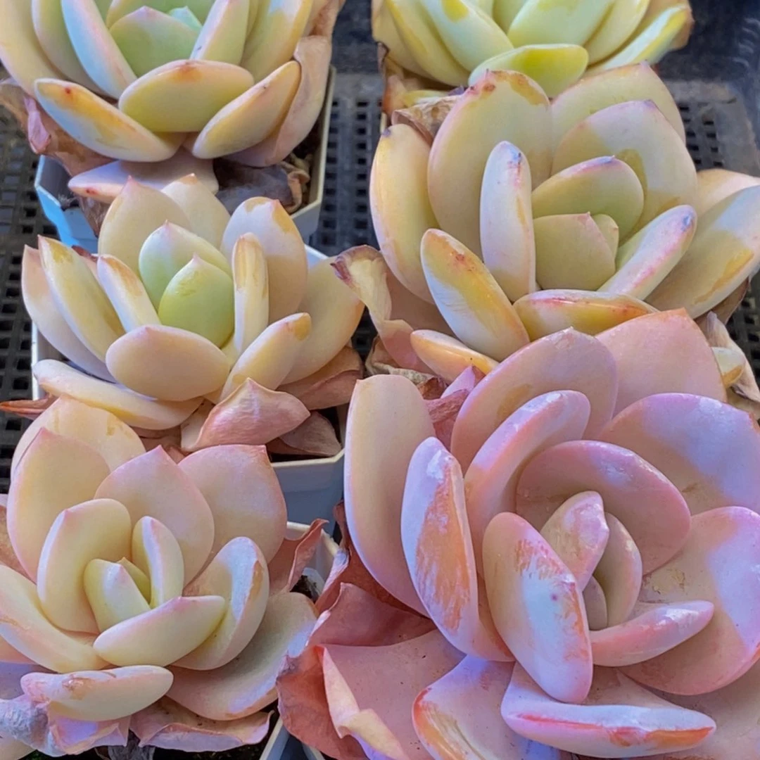 061多肉汤的做法是很简单。我是