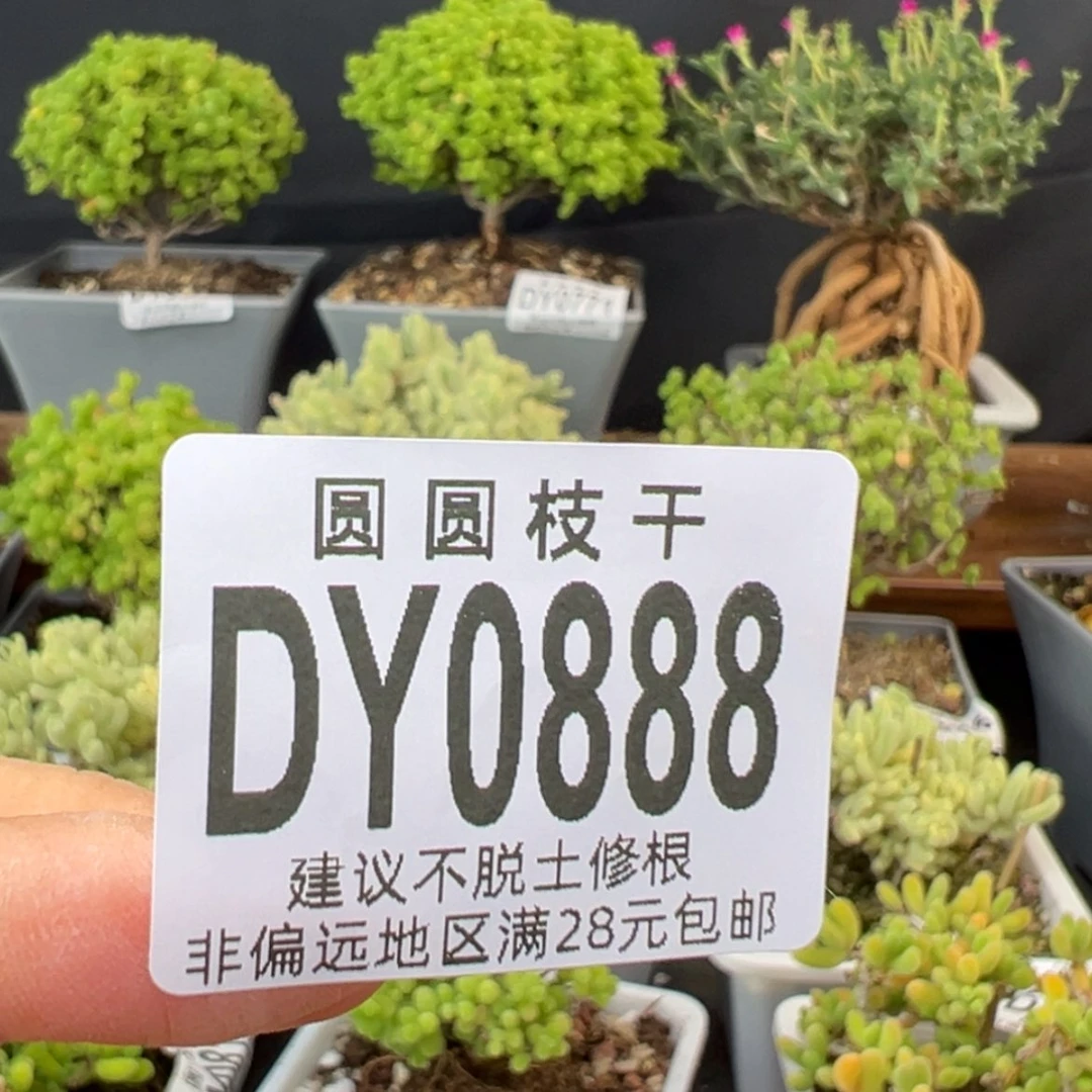 【闪购商品】⭐dy0888星星预付2