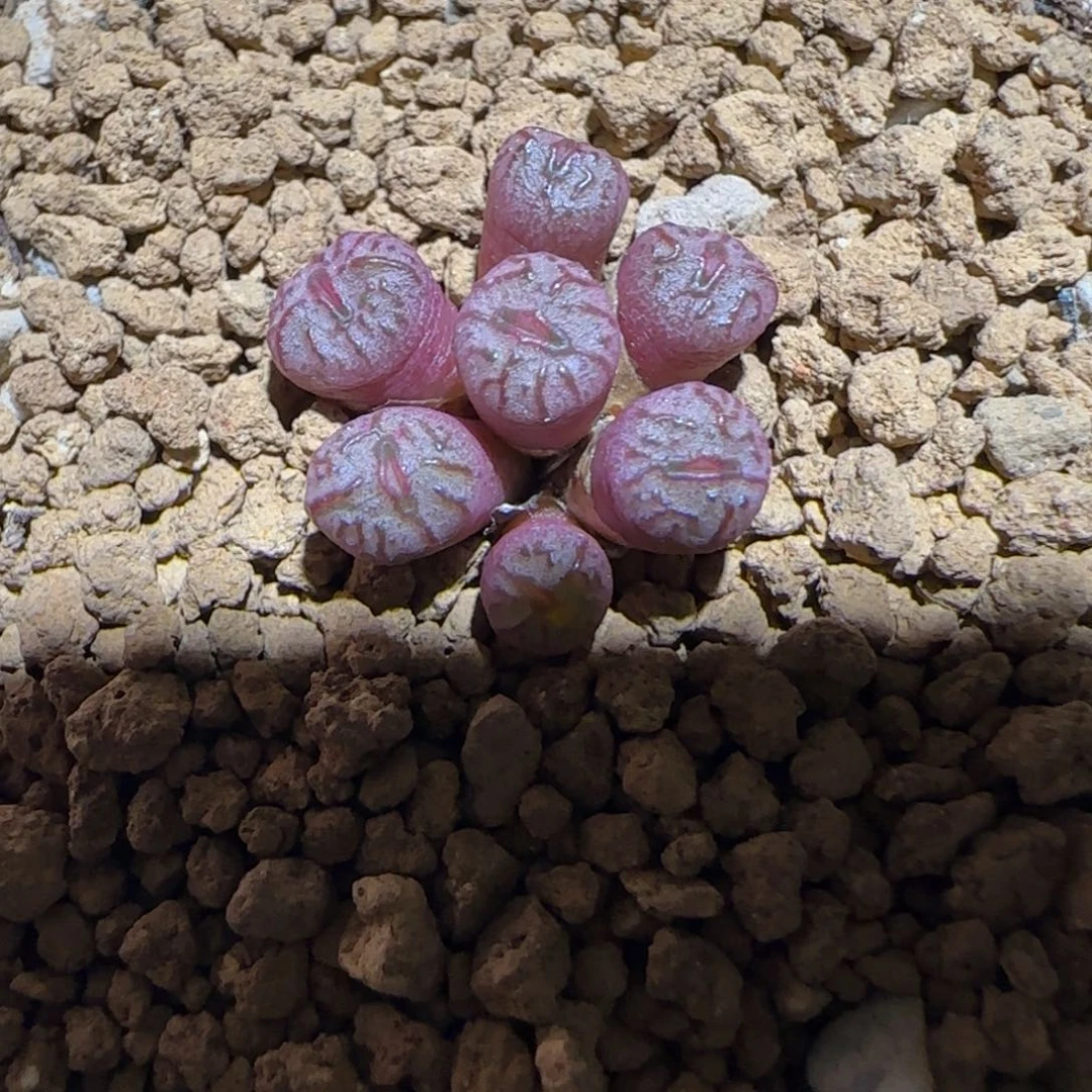肉锥多肉植物组合-丹空与送奶工杂交1730