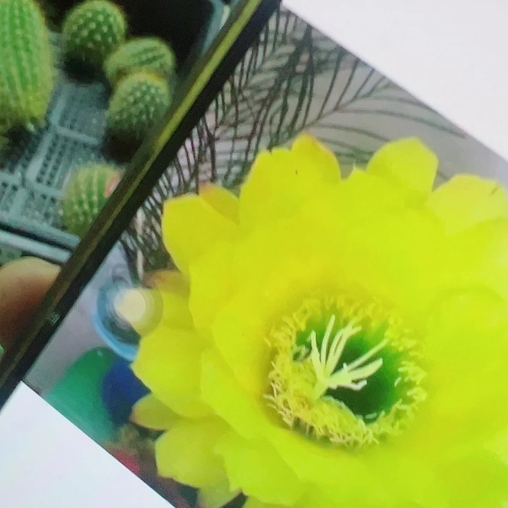 毛花柱 绿眼睛 侧芽 满20包邮
