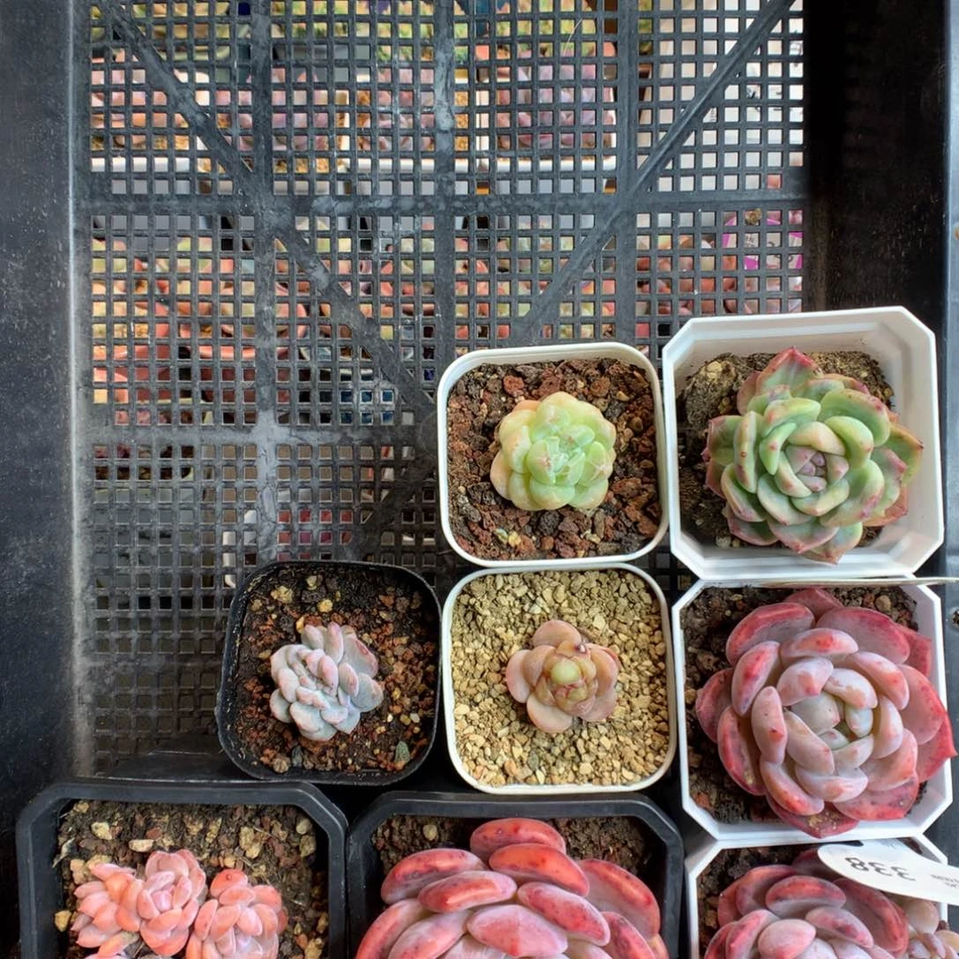 …***59多肉一筐肉肉植物
