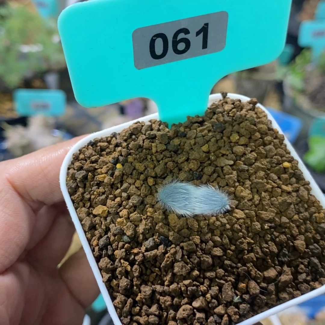 毛叶石蒜多肉植物