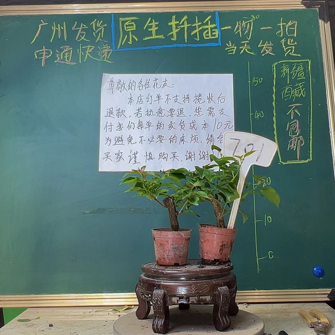 当前无花栽培后可以开花柠檬黄掌中宝 热火桑巴掌中宝701