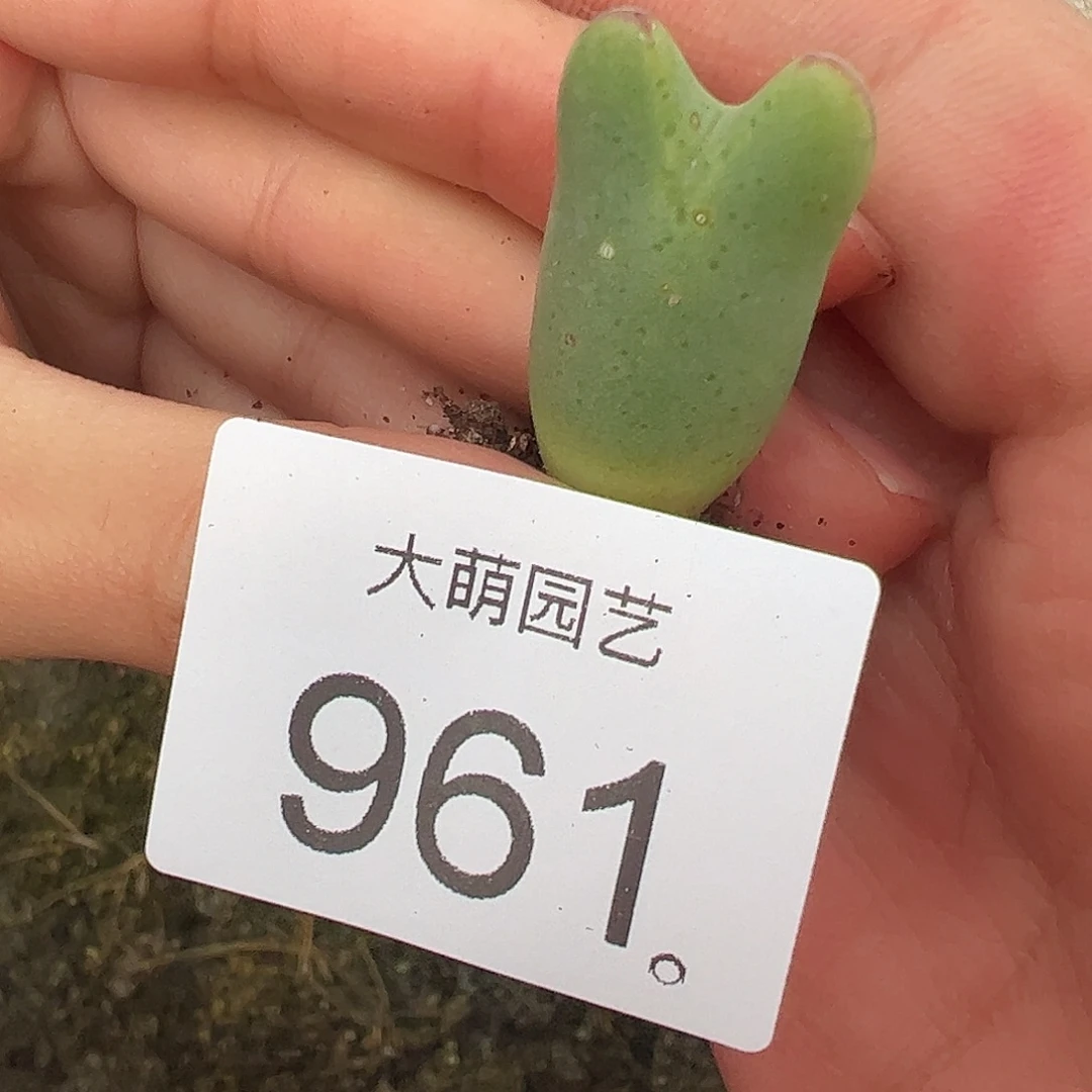 一物一拍1414.71皮卡丘。  961