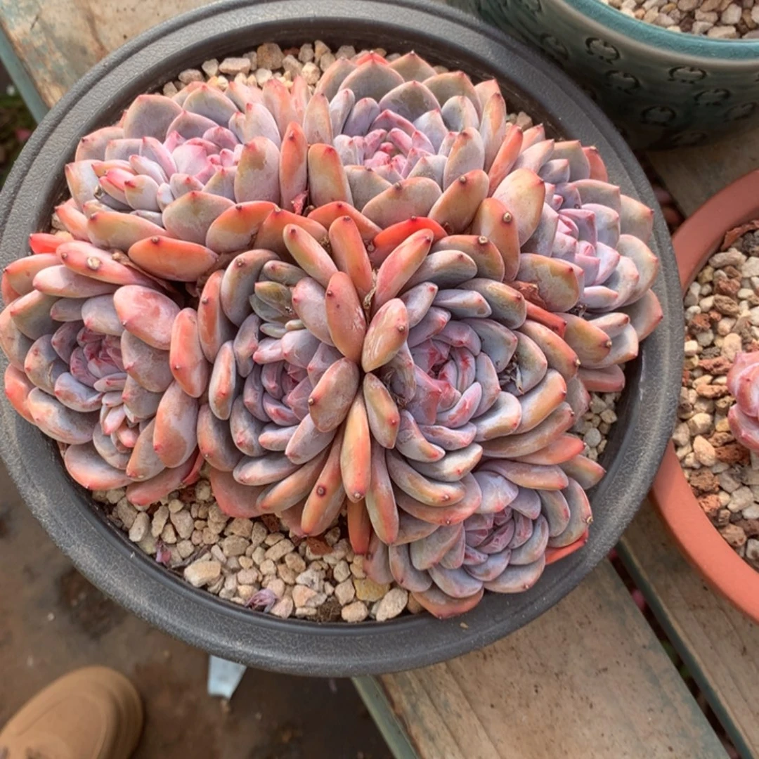 无花朵哈哈哈哈哈哈哈哈26