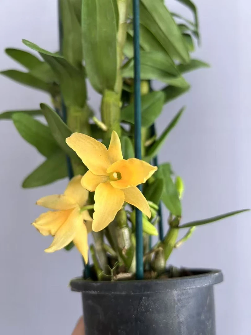 兰花 石斛兰 春石斛 《仙帝》落叶开花型  原盆原土发货