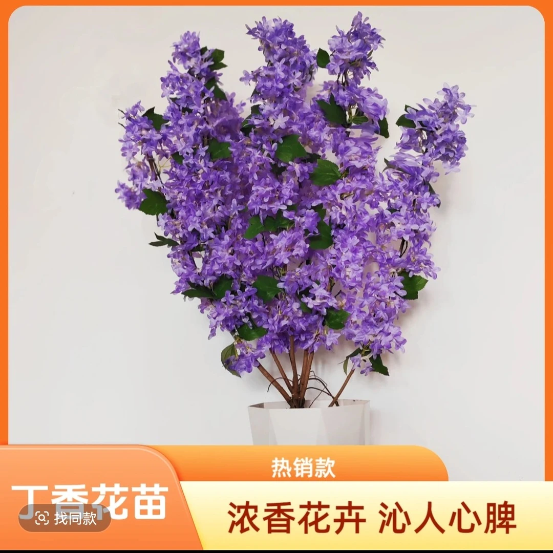 三四季开花浓香型丁香花树苗庭院南北方种植盆栽室外耐寒花卉植物