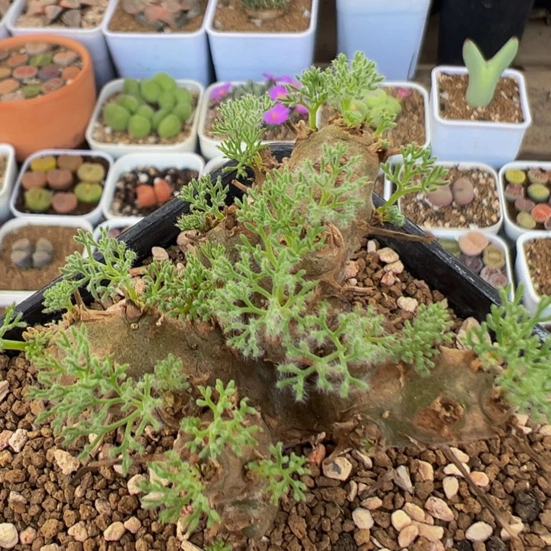 81多肉植物百科植物