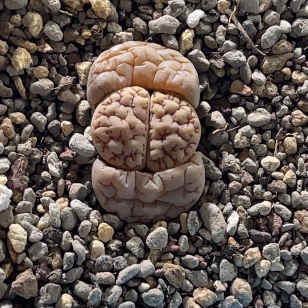 0032蛙哥189凹凸球体