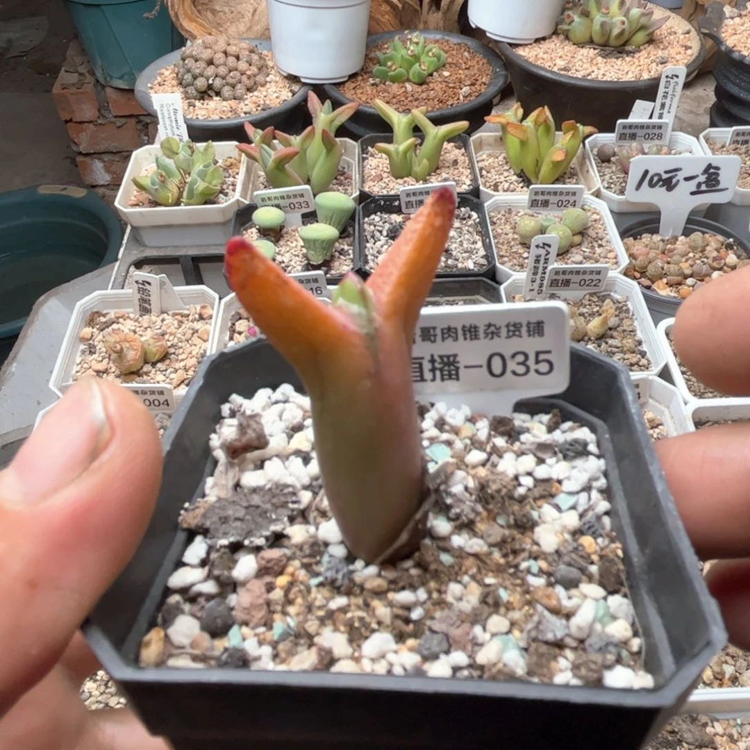 皮卡丘大枪少将一颗