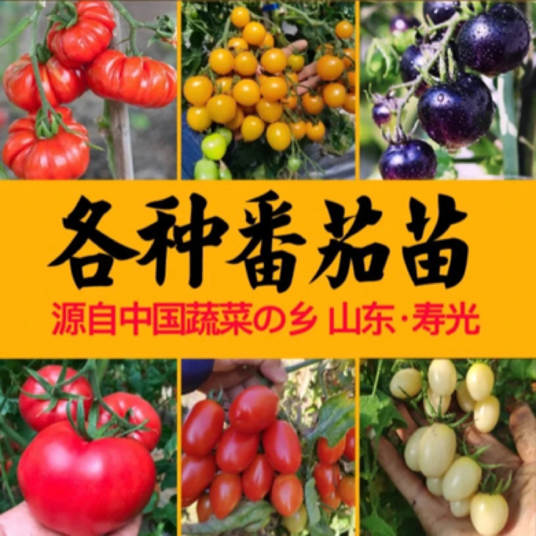 寿光各种番茄苗秧大全樱桃西红柿圣女果种子四季阳台庭院盆栽高产