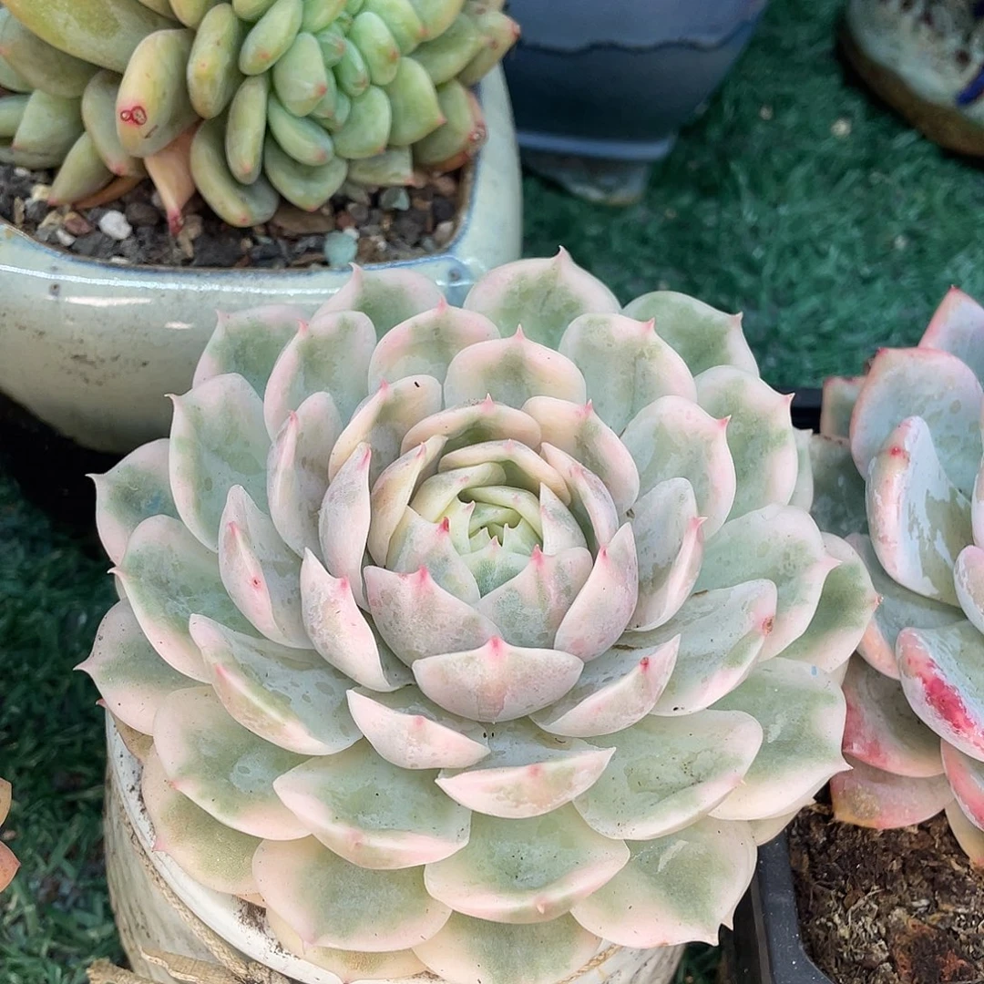 昂斯洛锦一物一拍28包邮非偏远