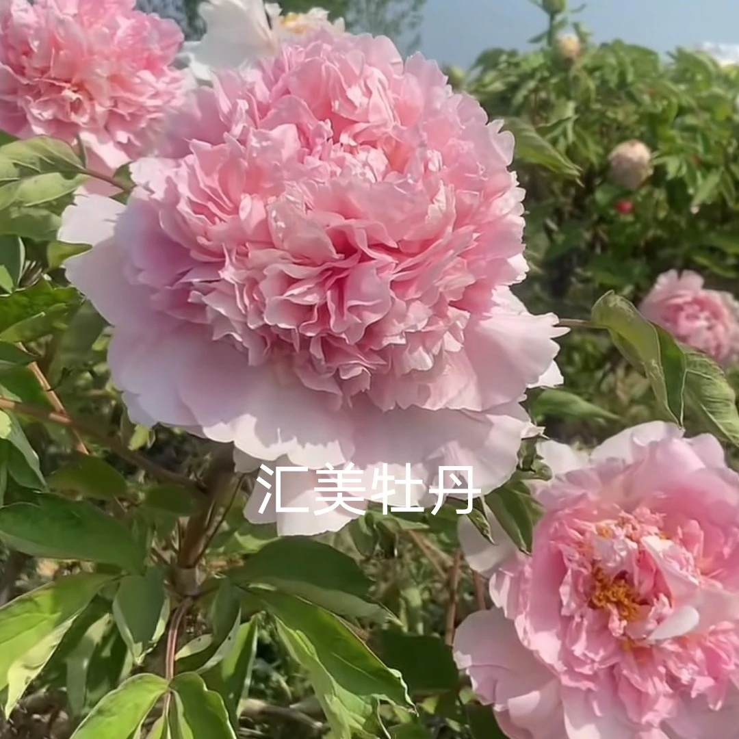 牡丹花苗品种【赵粉】