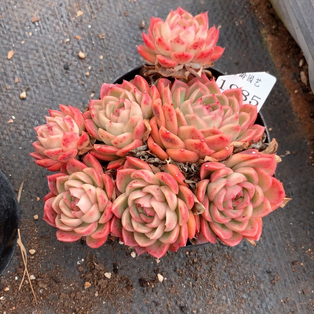 红*瑚1985杂交多肉植物基地