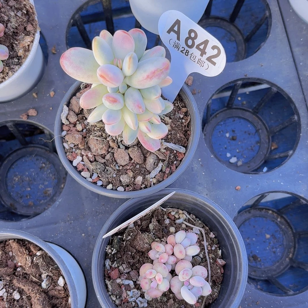 A842乒乓锦一物一拍