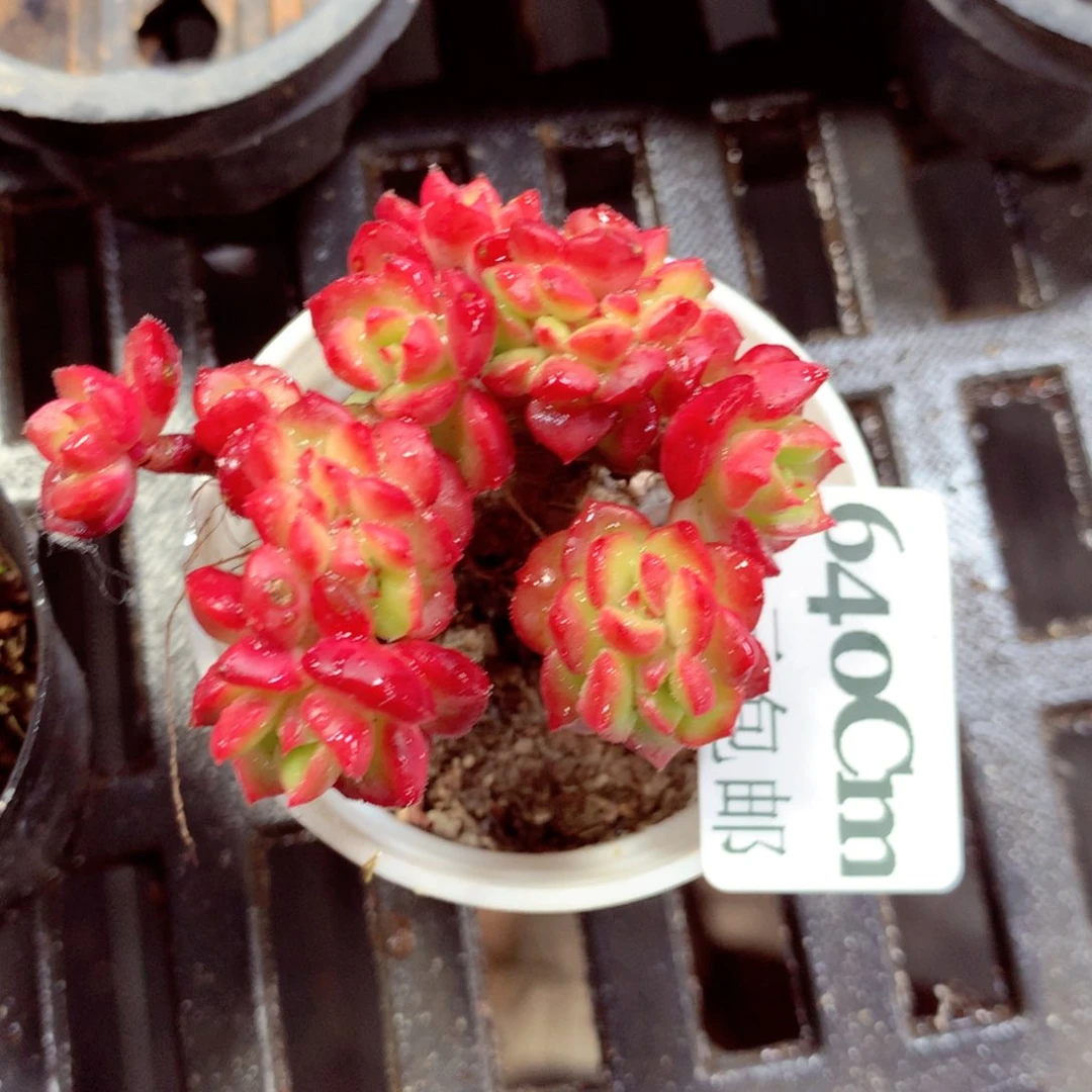 5厘米盆精控多肉640