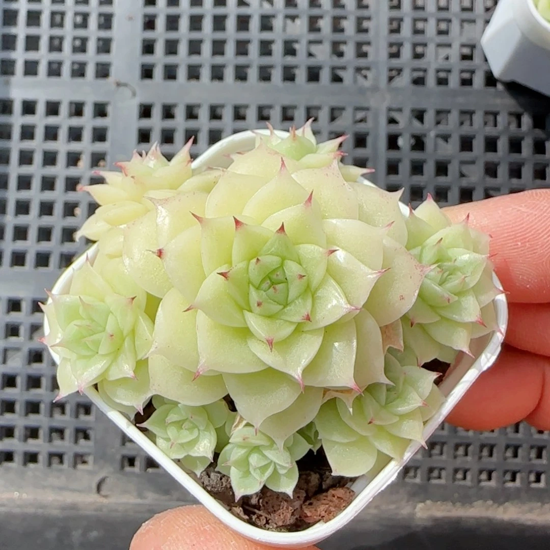 【闪购商品】0205-57（ppt-32）