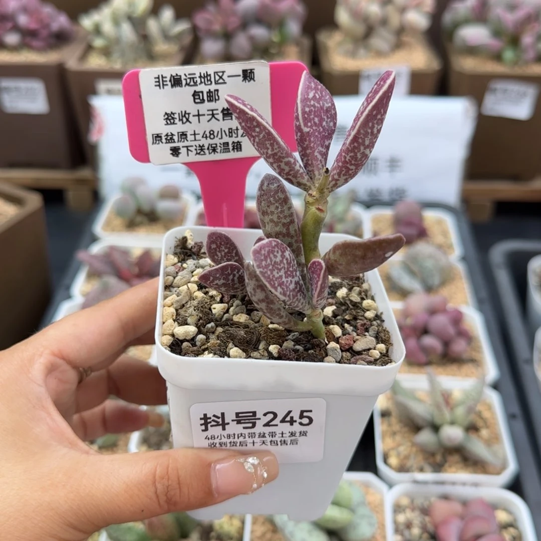 香*245没名多肉植物