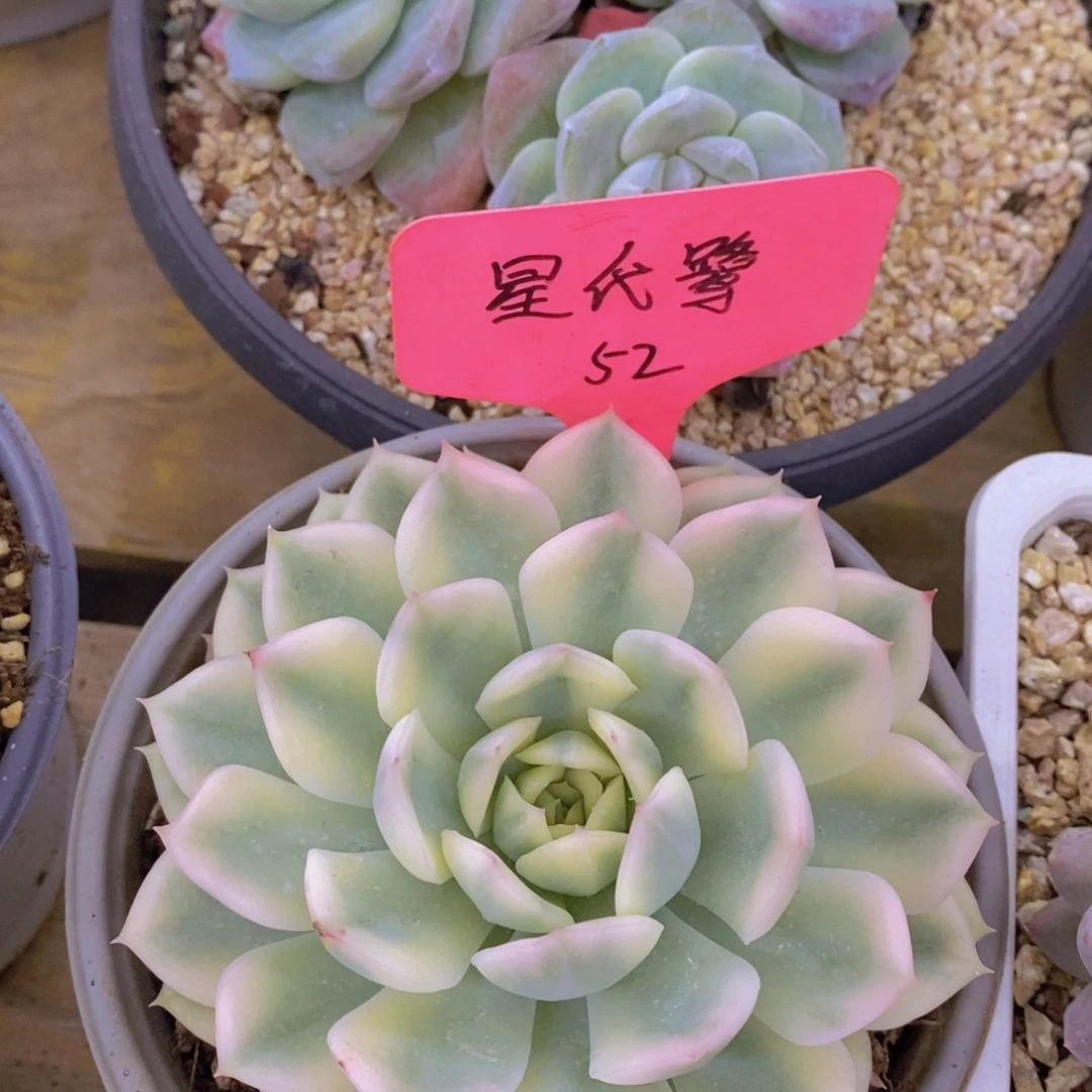 马年见，来日方长，一单包邮