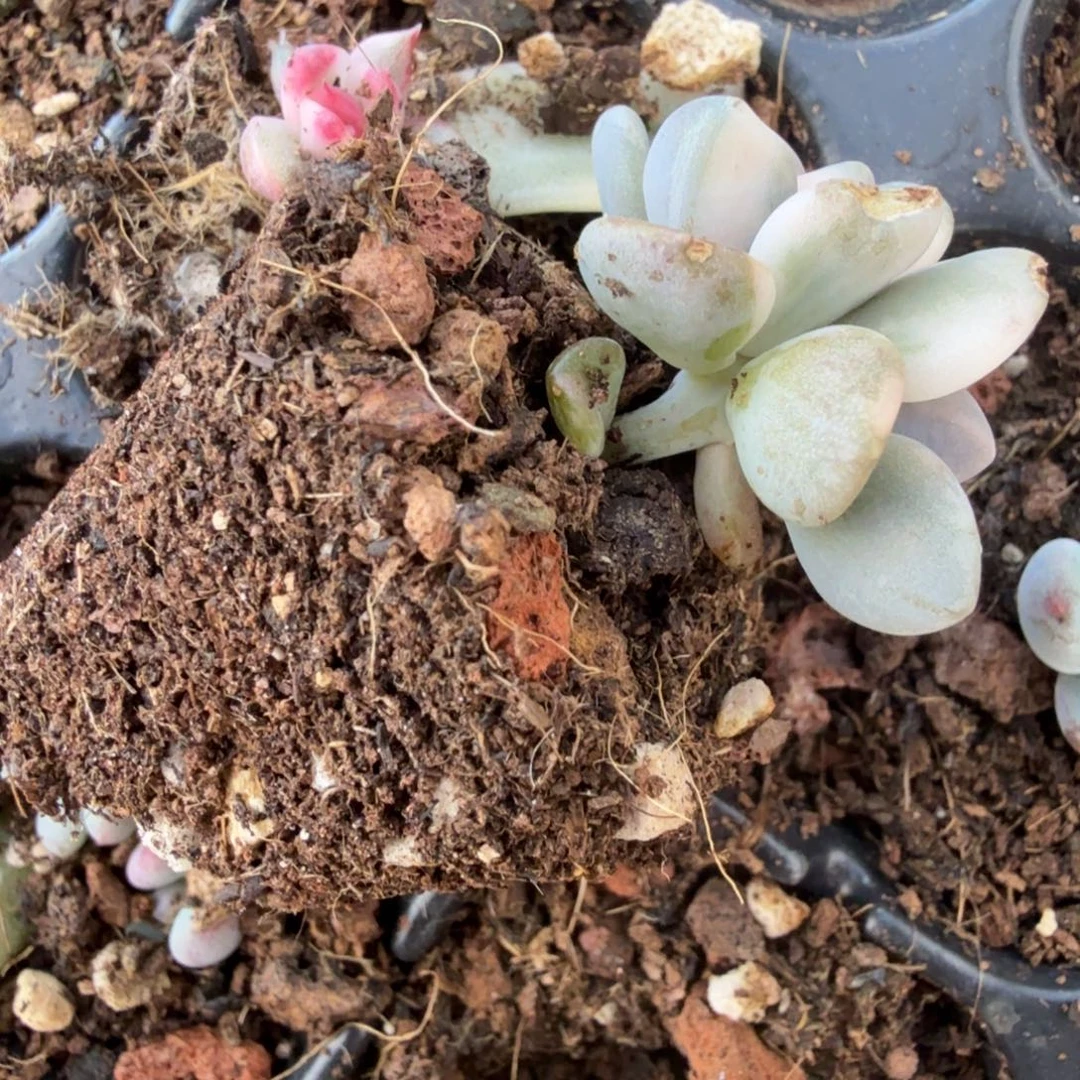 无名盲盒锦多肉锦